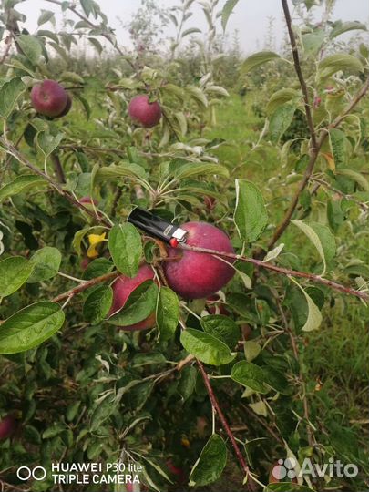 Яблоки вильямс