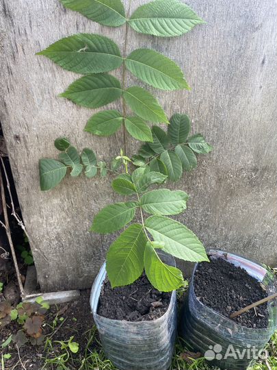 Саженцы маньчжурского ореха