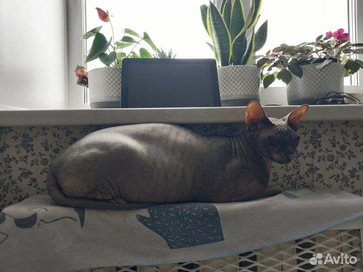 Планшет prestigio multipad 4