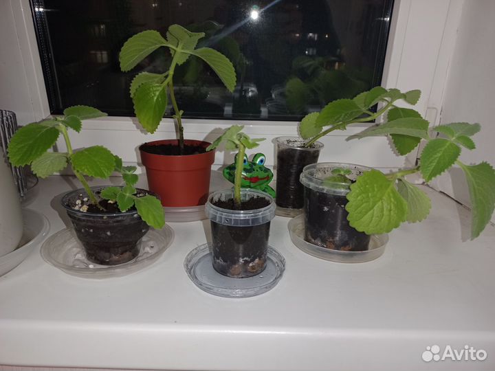 Плектрантус