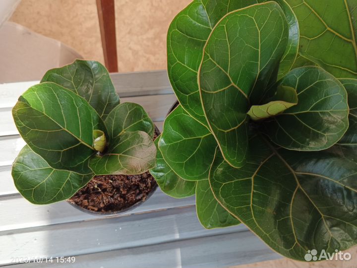 Фикус Лирата бамбино