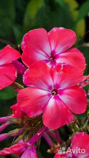 Флоксы сортовые в наличии, 170 сортов