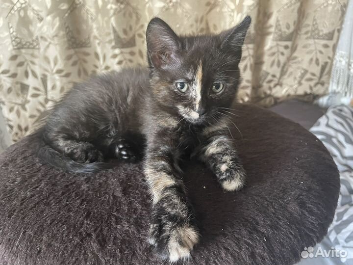 Котята в добрые руки даром