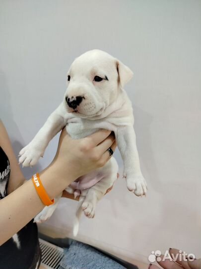 Щенки американского стаффордширского терьер