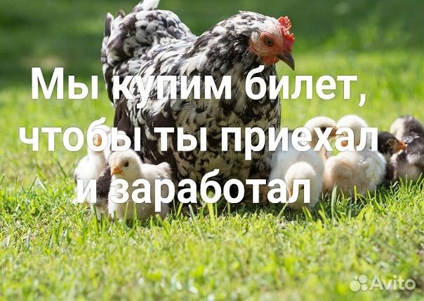 Обработчик мяса птицы/Вахта без опыта