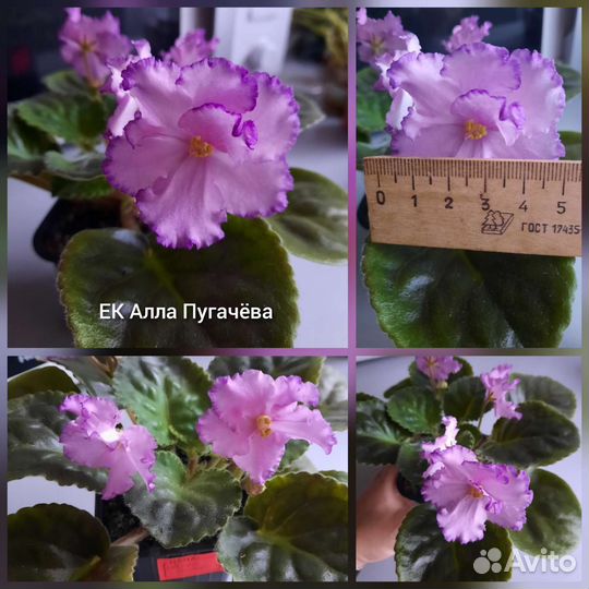 Фиалкаи сортовая 