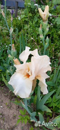 Ирисы бородатые сортовые