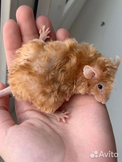 Мышки тексель,сатин