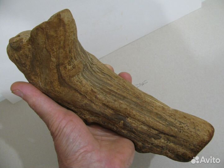 Окаменелое дерево (в коллекцию)