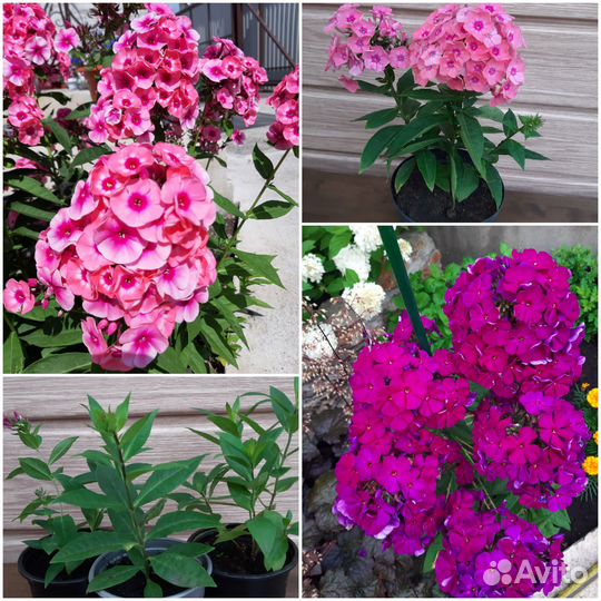 Флоксы многолетние