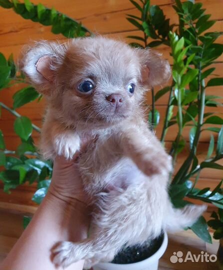 Эксклюзивный малыш