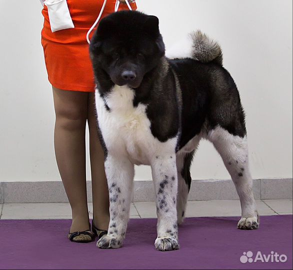 Американская акита жених вязка