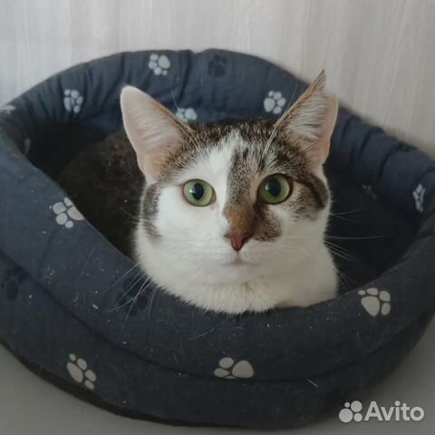 Марфуша 1.5 года ищет дом