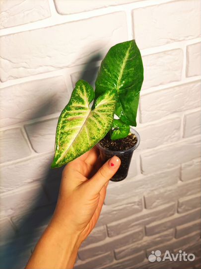 Сингониум конфетти