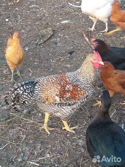 Молодые петушки