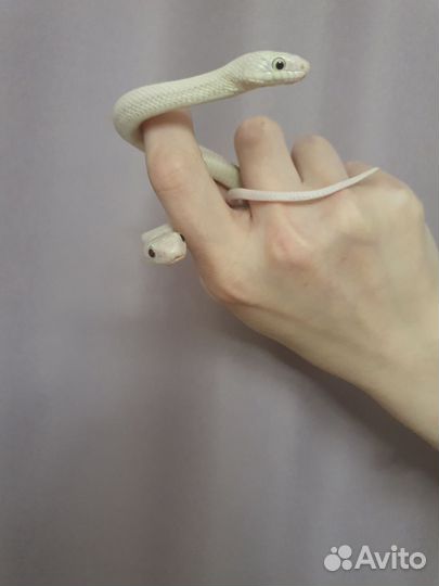 Передержка рептилий