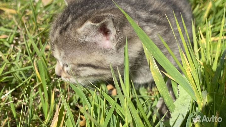 Комочки счастья (Котята)