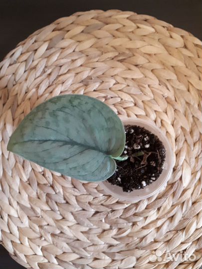 Сциндапсус Платинум, Сильвер клауд