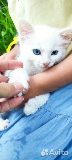 Котёнок ангора мальчик