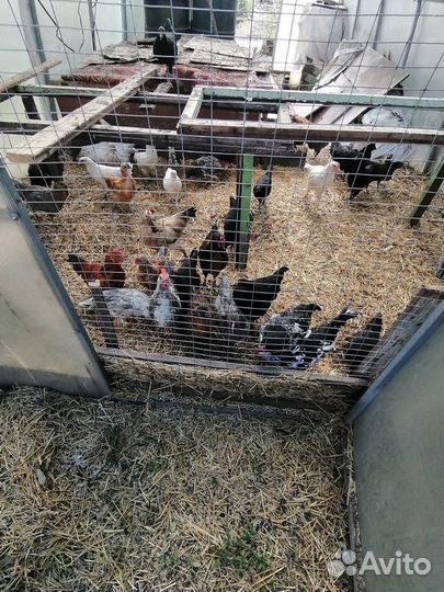 Куры молодки