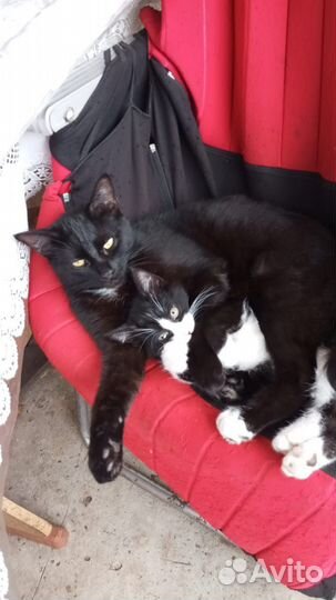 Котята ищут любящих хозяев