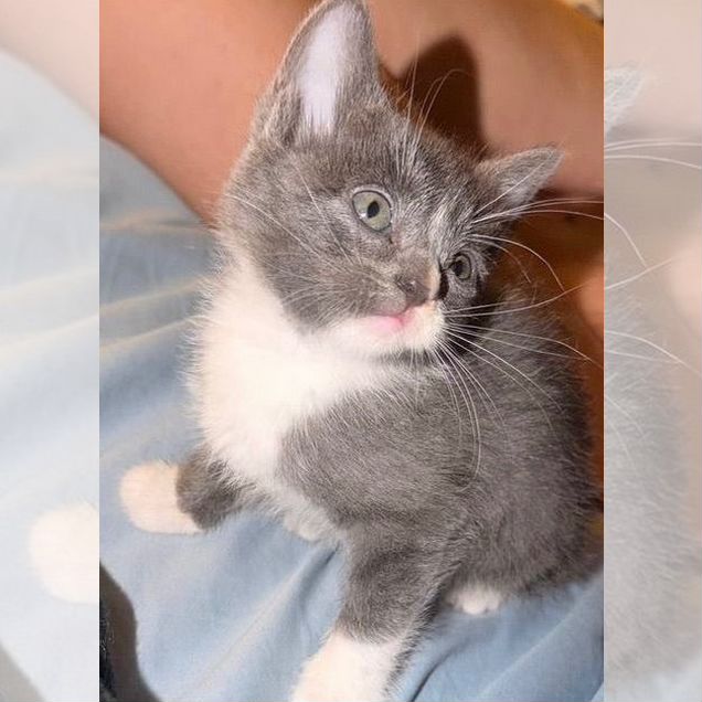 Котёнок в добрые руки