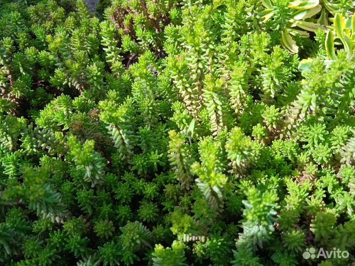 Почвопокровник седум (очиток)