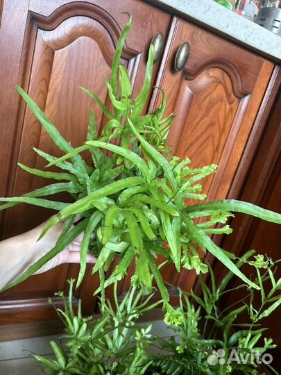 Папоротники редкие