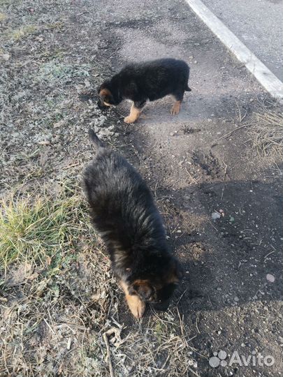 Щенки немецкой овчарки