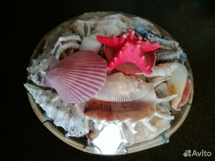 Морские ракушки раковины