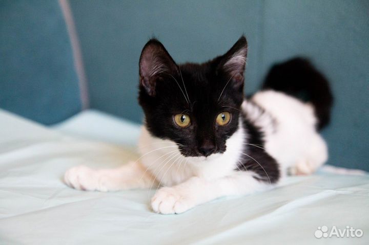 Котенок Мэри