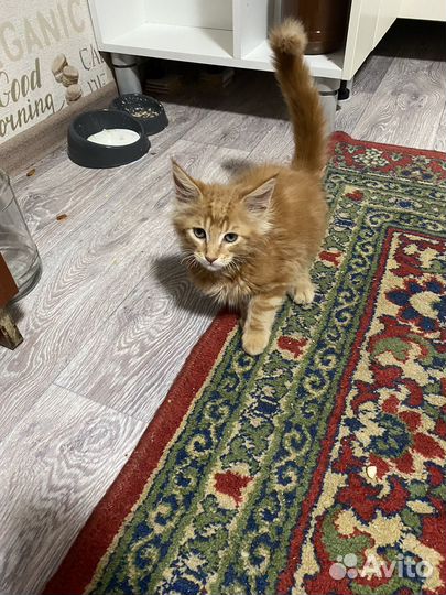 Котенок мэйнкун бесплатно