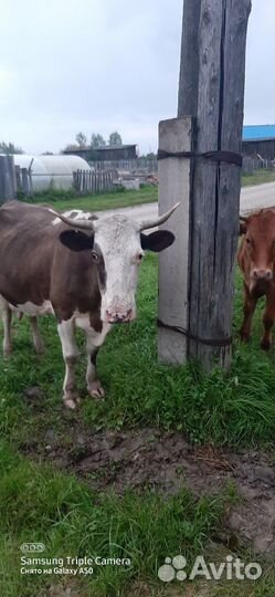 Корова высокоудойная