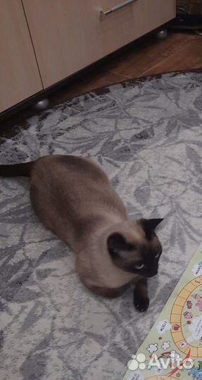 Сиамская кошка