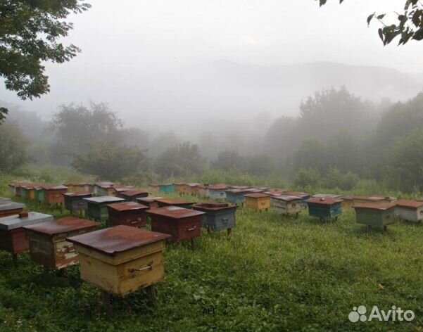 Мёд 24 года из Алтая опт