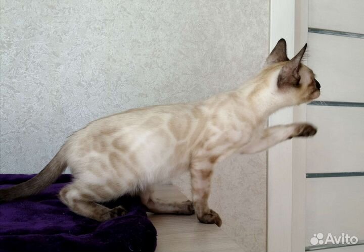 Бенгальский снежный мальчик