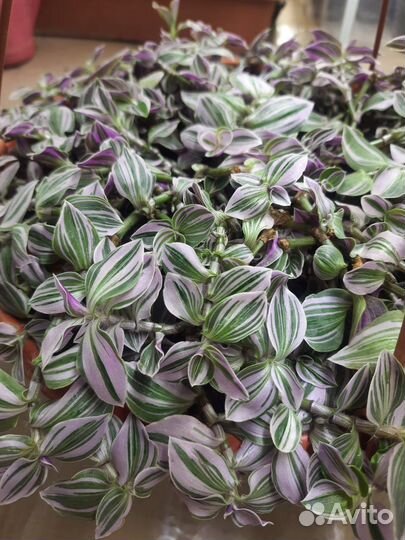 Традесканция триколор