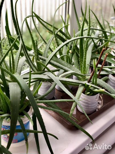 Алое и кактусы