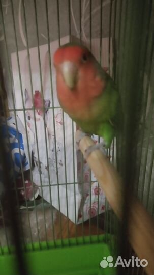 Попугай неразлучники с клеткой