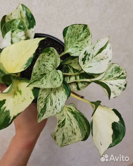 Эпипремнум хеппи лиф