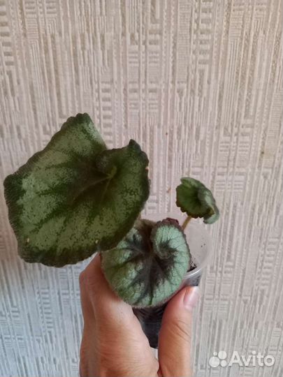 Бегонии детки