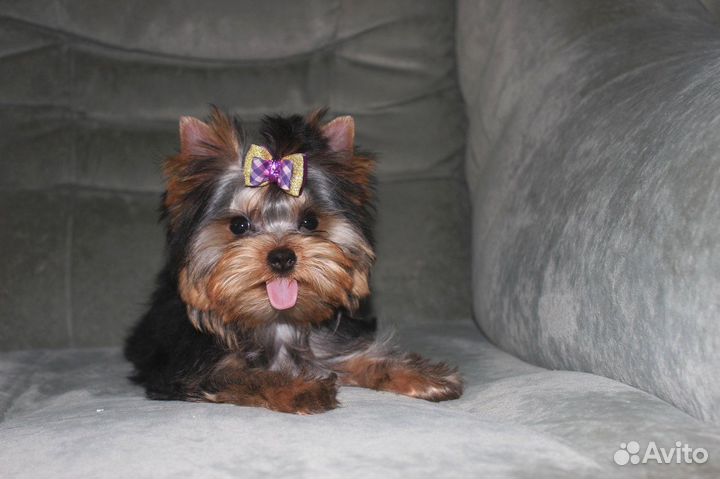 Йоркширский терьер раскошная девочка