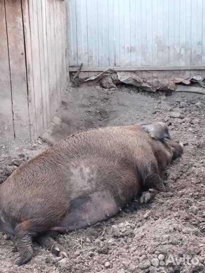 Свиноматки и хряк