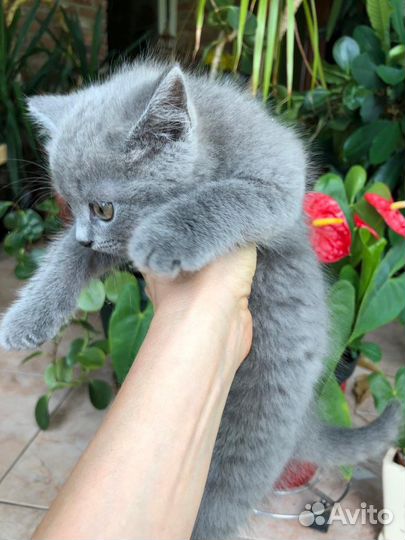 Британские котята