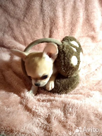 Чихуахуа мини и средний стандарт