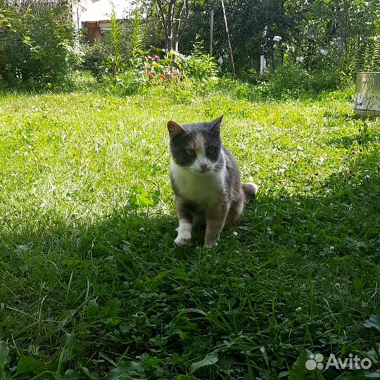 Милая кошечка Муся