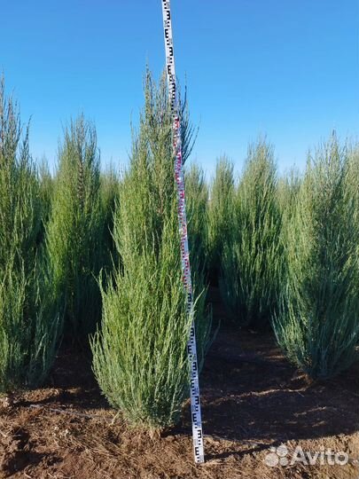 Можжевельник крупномер из питомника с посадкой