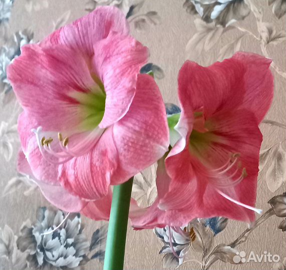 Гиппиаструм