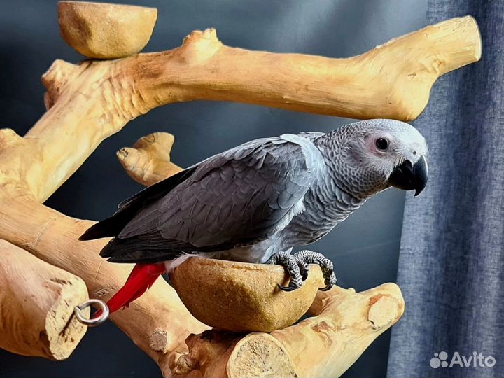 Птенцы попугая говорящего