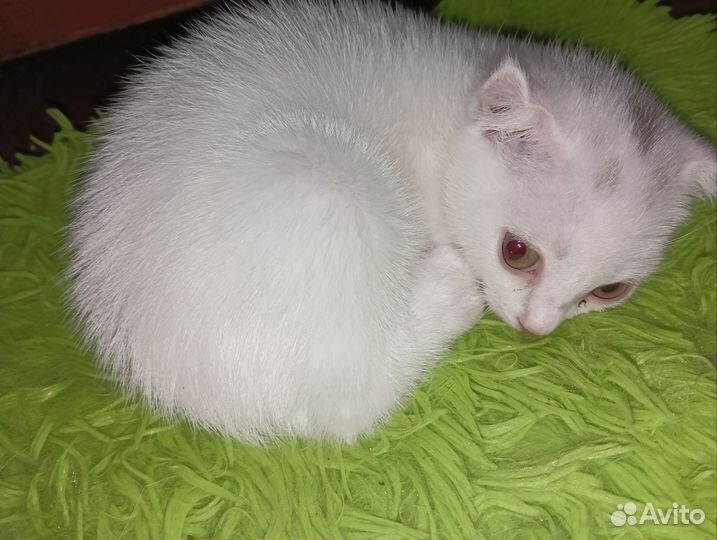 Кошки в добрые руки бесплатно